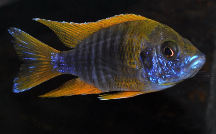 Aulonocara jacobfreibergi 'Hongi Island'